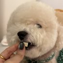 건강한 강아지 | 건강한 강아지 간식으로 선택한 굿포펫 애착트릿 치킨 후기