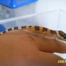 렙타일리아