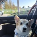 압독로 L | 강아지가 더 신난 곳? 오프리쉬 가능한 경산 대형 애견카페 '오던'에서 멍푸치노까지 제대로 즐기고 왔어요