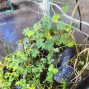 메디플랜트 이미지