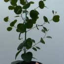 언덕배기꽃식물원 이미지