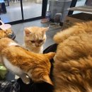 사곡농장 | 거제도 가볼만한곳 실내동물원 이색카페 와우쥬 솔직후기