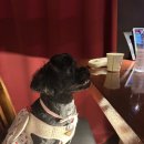 댕댕이샾 이미지