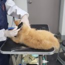 마이펫 애견 미용 이미지