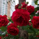 장미의거리1 이미지