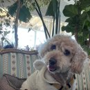 위드댕댕 이미지