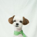 브라운 펫살롱 이미지