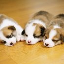 꿀강아지 이미지