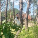 피콕빌리지 펜션 이미지