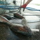 서진낚시 이미지