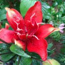 트윈스B 이미지