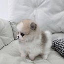 퍼피메이트 안심분양센터 동탄 강아지분양 이미지