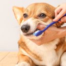 목감동물병원 이미지