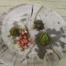 우포가시연꽃마을 이미지