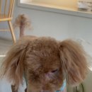 냉큼, 오레오 이미지