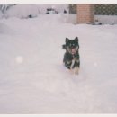 산토끼옹달샘 이미지