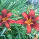 소쿠리농장 이미지