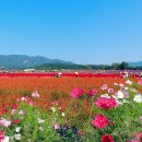 철원 고석정 가을꽃축제(10/12일 촬영) 이미지