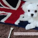 예빈켄넬 이미지