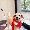 Coco Grooming 네이버블로그