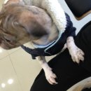 꿈의숲동물병원 이미지