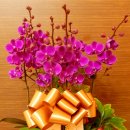 수림전국꽃배달 이미지