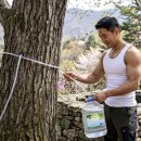 도선농장 | 뼈에 이로운 생명수! 고로쇠물 효능과 봄철에 꼭 마셔야 하는 진짜 이유