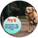 반려견,반려묘를 위한 반려동물관리사 이미지