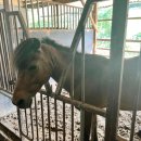 마장공원 농구장 | 대구승마장체험 주말 나들이로 추천 달구벌승마공원