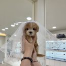 광주강아지분양 광주강아지무료분양 광주강아지책임분양 광주강아지입양 광주애견분양 말티푸무료분양 사모예드분양 시츄분양 이미지