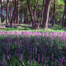 문장로-7 이미지