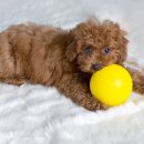 꿀강아지 이미지