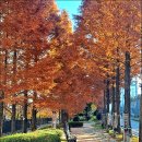 덕산 은행나무길 이미지