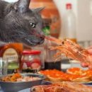 강아지 고양이 털 알레르기 증상 갑각류 새우 알레르기 이미지