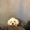 사람과 애견 | 정릉역 맛집 의정부사람 방문 후기 (애견동반 가능❣️)