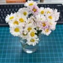 평화로 R | 태어나서 본 것 중에 제일 커다란 꽃