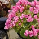 팝콘 베고니아 심기 키우기 물주는 시기 아는 법 이미지