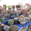 둘리농장 이미지