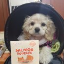 스푼풀코리아 이미지