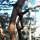 연리지 - 경주시 첨성로39번길 14 | 연리지