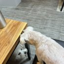 진주 상대동 반려견 동반 가능 식당 나홀로집밥