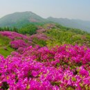 제401차 지리산 바래봉(05.09. 토) 이미지