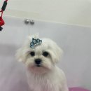 내동애견 이미지