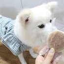 오늘멍밥 이미지