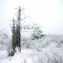 제49차 태백산(1,566.7m) 눈꽃 산행 2013년1월5일(토) 이미지