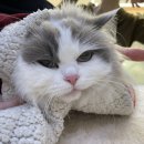 파랑새동물병원 | 7살 고양이 건강검진/ SDMA 상승, 신장검사 결과/ 서울 금천구 독산동 파랑새동물병원 고양이메디컬센터
