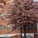 힉스 | 일산 풍동 분위기 좋은 카페 추천 커피 디저트 맛집 카페힉스 내돈내산 솔직후기