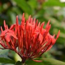 둘리애견 이미지