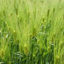 황금보리 이미지