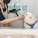 댕댕부엌